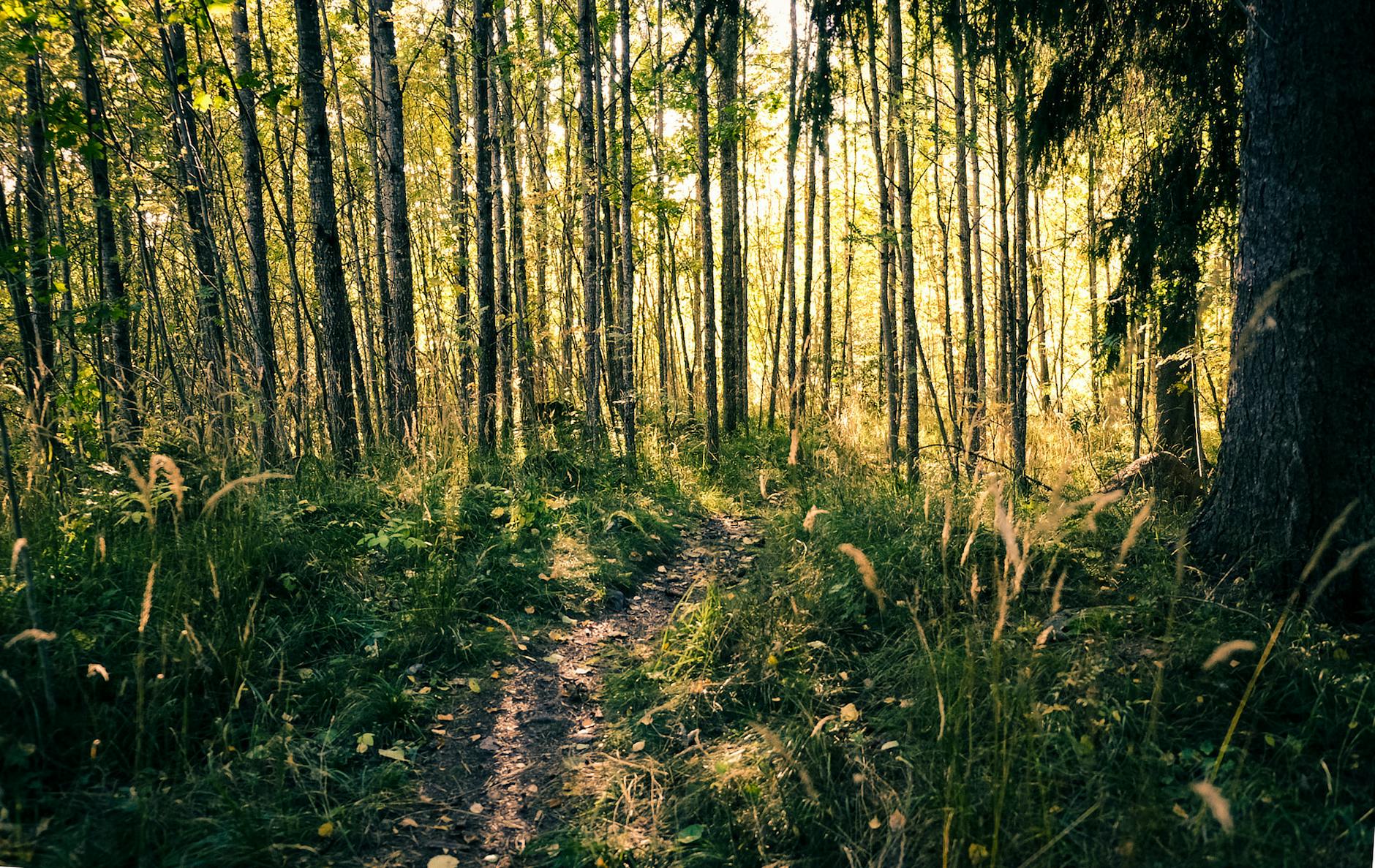 Jesienny leśny szlak w Gävle w Szwecji w miękkim świetle słońca Jesienny leśny szlak w Gävle w Szwecji w miękkim świetle słońca